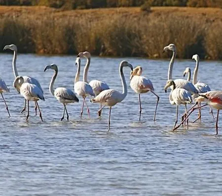 Salgados Mar Lejlighed